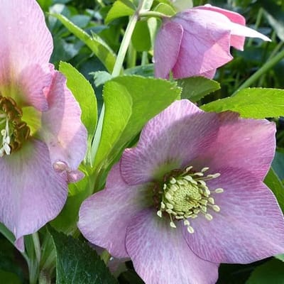 6x Nieskruid - Helleborus orientalis 'Pink Lady' - Pot 9x9cm
