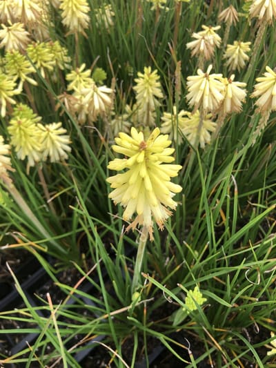 6x Vuurpijl, fakkellelie - Kniphofia citrina | 9x9 cm pot