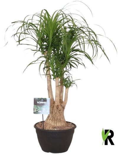Beaucarnea Recurvata vertakt 100 cm – Kamerplant – Vers Van De Kweker – Olifantspoot – Potmaat Ø30 cm