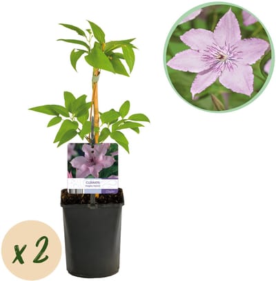 Plantenboetiek.nl | Klimplant - Clematis Hagley Hybrid - Bloem Roze - Weinig onderhoud -2 planten - Pot 11cmcm - Ø10cm - 30-40cm hoog - Tuinplant