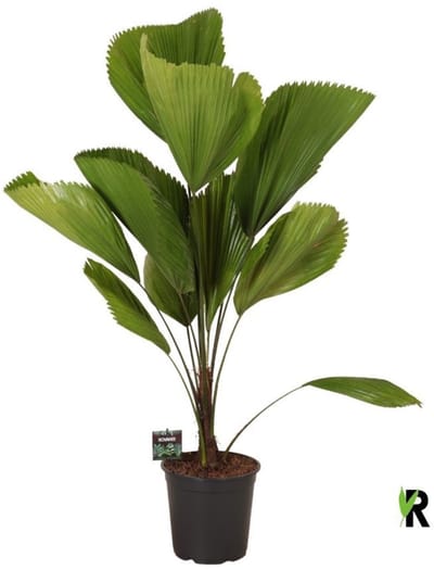Licuala grandis 120 cm - Kamerplant - Potmaat Ø24 cm