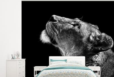 Behang - Fotobehang Leeuw - Dieren - Zwart wit - Breedte 300 cm x hoogte 240 cm