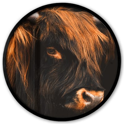Poster in lijst Rond - Fotolijst 40x40 cm - Posters - Schotse hooglander - Zwart - Koe - Hoorn - Dieren - Ronde posterlijst zwart - Decoratie - Wanddecoratie woonkamer - Muurdecoratie slaapkamer