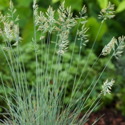 Plants Online BV - Planten - Tuinplanten - Siergrassen - Set van 1 - Blauw Zwenkgras 'Elijah Blue'