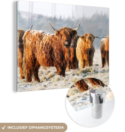 MuchoWow® Glasschilderij 160x120 cm - Schilderij acrylglas - Schotse Hooglanders - Sneeuw - Bos - Foto op glas - Schilderijen