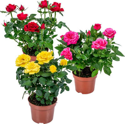 Bloomique - Mix van 3 - Potroos - Rood, Geel, Roze - Geschikt voor zowel binnen als buiten - Kamerplanten - Tuinplanten - Terrasplanten - Winterhard - Hoogte 20-30 cm - Pot 12 cm