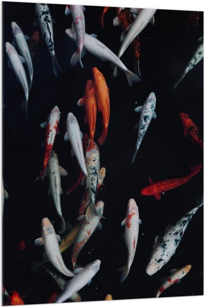 Acrylglas - Koi Karper Vissen - 100x150 cm Foto op Acrylglas (Wanddecoratie op Acrylaat)