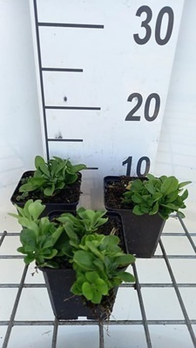 6x Vlambloem - Phlox stol. 'Alba' | 9x9 cm pot