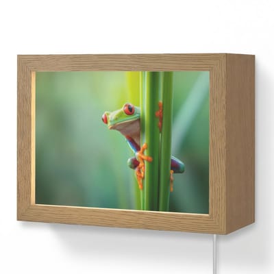 Wandlamp 20x15 cm - Oplaadbaar - Groene kikker - Nieuwsgierig - Gras - Wandlampen binnen woonkamer - Slaapkamer lamp met kabel - Decoratieve nachtlamp - Vloerlamp snoer