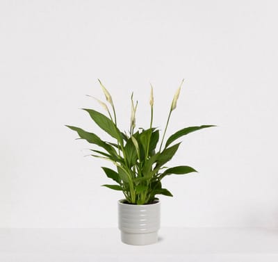 Spathiphyllum in sierpot Naemi Offwhite – witte kamerplant – luchtzuiverende lepelplant - 35-50cm - Ø13 – geleverd met plantenpot – vers uit de kwekerij