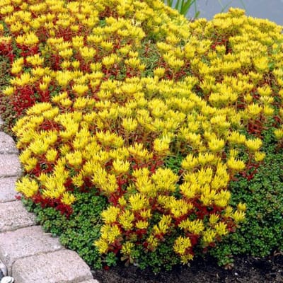 12 x Vetkruid of Muurpeper Rood|Groen - Bodembedekker Wintergroen - Sedum Oreganum in 9x9cm pot met hoogte 5-10cm