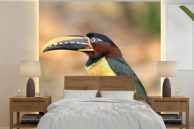 Behang - Fotobehang Vogel - Toekan - Veren - Natuur - Breedte 280 cm x hoogte 280 cm