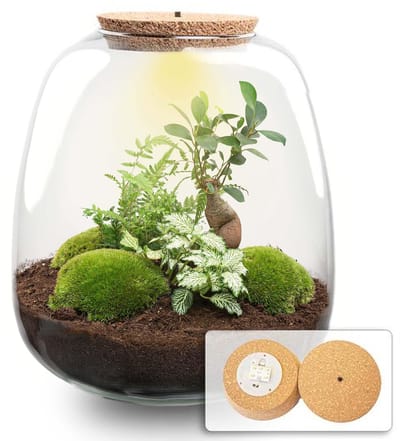 Plantenboetiek.nl | Plant terrarium 'Nora' - Bonsai White met LED kurk - Ø23cm - 25 cm hoog - Ecosysteem & Terrarium