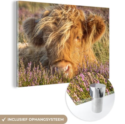 MuchoWow® Glasschilderij 150x100 cm - Schilderij acrylglas - Schotse Hooglander - Heide - Gras - Dieren - Foto op glas - Schilderijen