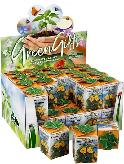 Sluis Garden - Greengift, Suzanne met de mooie ogen 40 st. in showdoos