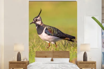 Behang - Fotobehang Vogel - Gras - Natuur - Dieren - Kievit - Breedte 195 cm x hoogte 300 cm