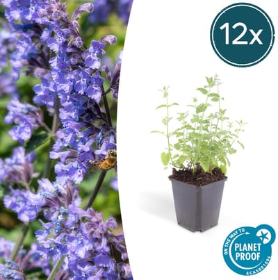 Trendyplants - Nepeta 'Six Hills Giant' - 12 stuks - Kattenkruid - Winterhard - Hoogte 10-30 cm - Potmaat Ø9cm