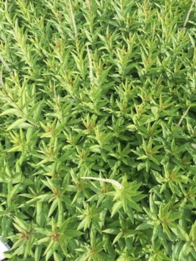 6 x Veronicastrum virginicum 'Diana' - Virginische ereprijs - pot 9 x 9 cm
