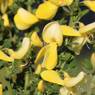Cytisus 'Luna' - Brem - 40-60 cm in pot: Sierlijke struik met roomwitte tot lichtgele bloemen, compacte groei.