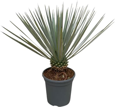 Trendyplants - Yucca Rostrata - Winterhard - Tuinplant - Hoogte 40-60 cm - Potmaat Ø21cm