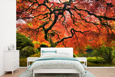 Behang - Fotobehang Japanse esdoorn in het park - Breedte 600 cm x hoogte 400 cm