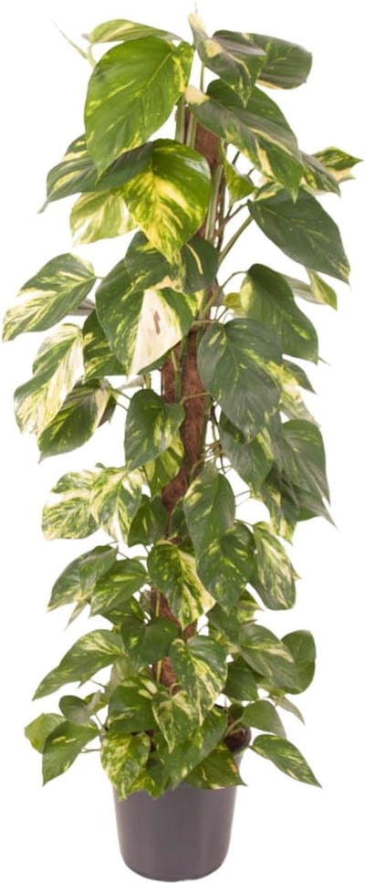 Plantenboetiek.nl | Epipremnum Pinnatum - Ø24cm - 110-120cm hoog - Kamerplant - Groenblijvend