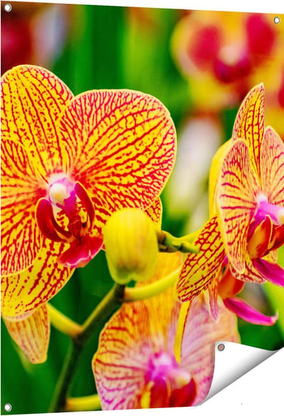 Gards Tuinposter Geel Rode Orchidee Bloemen - 80x100 cm - Tuindoek - Tuindecoratie - Wanddecoratie buiten - Tuinschilderij