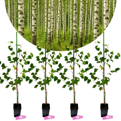 Set van 4 Betula pendula - Ruwe berk - Hoogte 50/60cm - 9cm pot