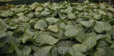 6 x Brunnera macrophylla 'Silver Spear' - KAUKASISCH VERGEET-MIJ-NIETJE - pot 9 x 9 cm