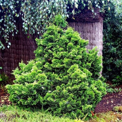 Plants Online - Set van 1 - Chamaecyparis obtusa 'Nana Gracilis' - 3 liter pot - Plant 20-25 cm