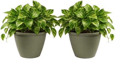 Mega Collections Plantenpot / bloempot Essence Lima - 2x - kunststof - olijfgroen - binnen/buiten - D40 x H32 cm