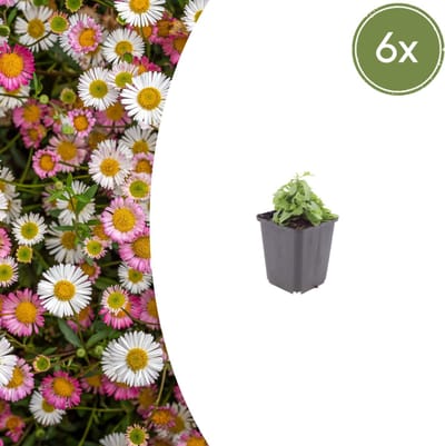 Tuinplantenshop.com | Erigeron karvinskianus | 6 stuks - Ø9cm - 10-25cm hoog - Tuinplant