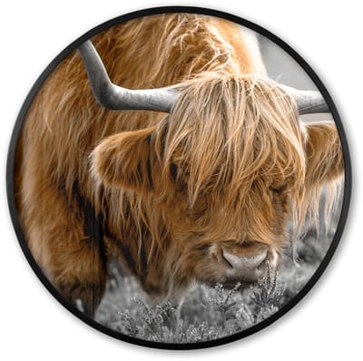 Poster in lijst Rond - Fotolijst 60x60 cm - Posters - Schotse Hooglander - Dieren - Bruin - Koe - Zwart - Wit - Natuur - Ronde posterlijst zwart - Decoratie - Wanddecoratie woonkamer - Muurdecoratie slaapkamer