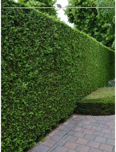 Westerse Levensboom Thuja Brabant 100-120 cm in Pot, 10x Haagplant