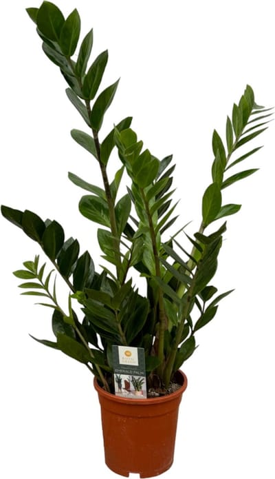 Trendyplants - Zamioculcas - Kamerplant - Hoogte 65-85 cm - Potmaat Ø17cm