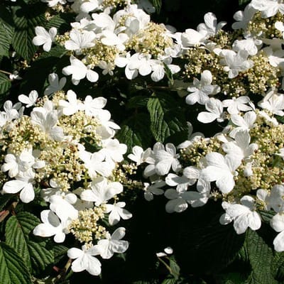 Viburnum Plicatum 'Mariesii' - Japanse sneeuwbal 40-60 cm pot