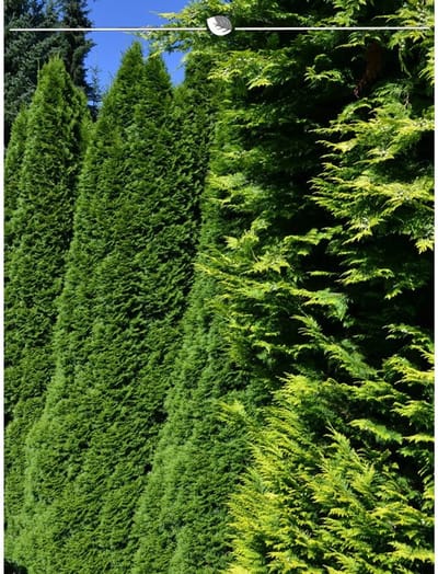 Westerse Levensboom Thuja Smaragd 140-160 cm in Pot, 7x Haagplant