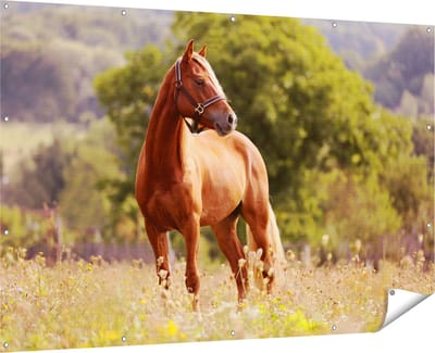 Gards Tuinposter Bruin Paard in de Wei - 180x120 cm - Tuindoek - Tuindecoratie - Wanddecoratie buiten - Tuinschilderij