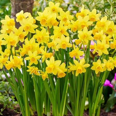 Dwerg Narcis Tete-a-Tete Bloembollen Geel - Vroege Lente Bloeiers voor Rotstuinen
