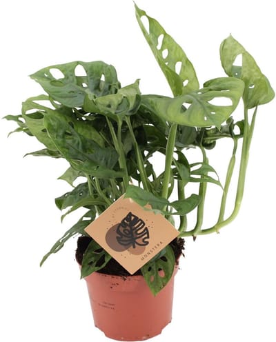 Plantenboetiek.nl | Monstera Monkey - Ø12cm - 30cm hoog - Kamerplant - Groenblijvend