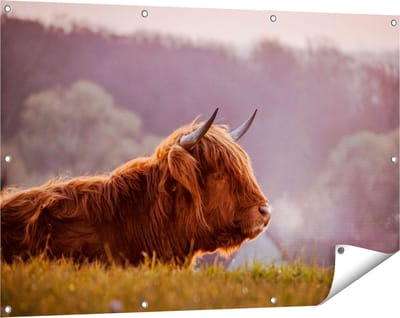 Gards Tuinposter Schotse Hooglander Koe Ligt in het Gras - 120x80 cm - Tuindoek - Tuindecoratie - Wanddecoratie buiten - Tuinschilderij