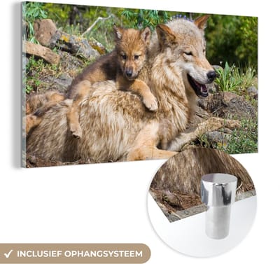 MuchoWow® Glasschilderij 40x20 cm - Schilderij acrylglas - Wolf - Welp - Dier - Foto op glas - Schilderijen