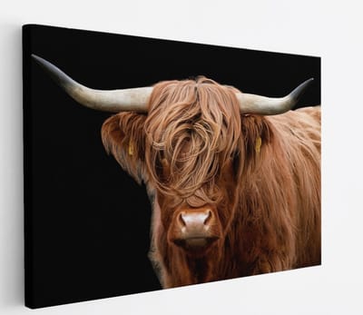 Saammp Canvas Schilderij - Schotse Hooglander Koe - Natuur - Dieren - Portret - 60x40 - Foto op canvas - Wanddecoratie - muurdecoratie Woonkamer - Slaapkamer decoratie - Canvas Print