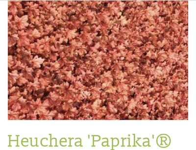 6 x HEUCHERA HYBR. 'PAPRIKA' - PURPERKLOKJE - pot 9 x 9 cm