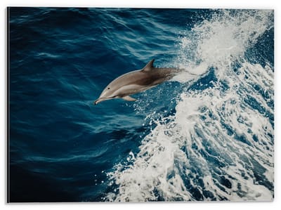 Dibond - Dolfijn Duikend door de Zee  - 40x30cm Foto op Aluminium (Met Ophangsysteem)