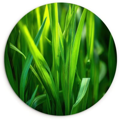 WallCircle® Wandcirkel 120x120 cm - Muurcirkel Grassprieten - Lichtinval - Groen - Muurdecoratie woonkamer - Wanddecoratie slaapkamer - Kamer decoratie accessoires - Ronde schilderijen XXL