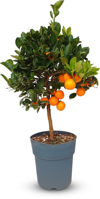 Sunny Tree - Sinaasappelboom 90 cm - Citrus Sinensis - 3 Jaar Oud - Fruitboom in Pot - Voor Binnen en Buiten