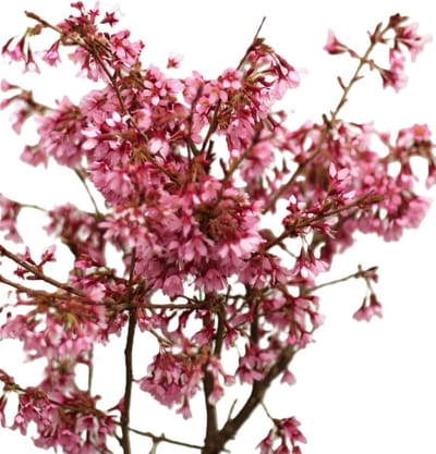 Sierkers Struik - Bloeiende Plant - Tuin Decoratie - Winterhard en Biologisch - 60-80 cm - Roze Bloesem