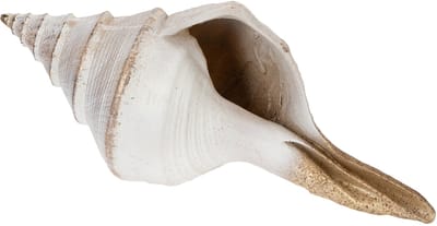 Decoratieve schelpvorm voor stijlvolle maritieme decoratie, 44 cm