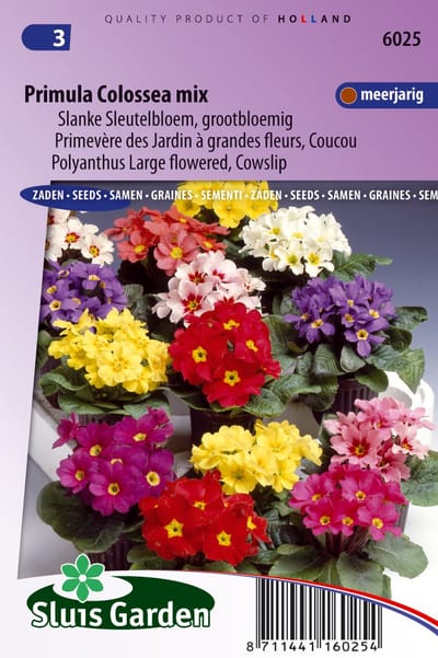 Sluis Garden - Primula Colossea Mixed (Sleutelbloem)